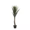 YUCCA UV ODPORNA V.:120cm