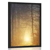 Plakat svetloba v gozdu - 40x60 no frame