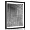 Plakat s paspartujem sonce za drevesi v črnobeli varianti - 20x30 black