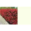 PHOTINIA FRASERI RED ROBIN V18