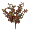 Shishi Phytonia grm zeleno - roza 30 cm