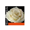 Strune Pirastro Wondertone Solo violina Set 4/4