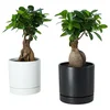 FICUS Biljka u saksiji sa saksijom, bonsai odabrane boje, 12 cm