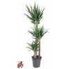 PRSTASTA JUKA, YUCCA ELEPHANTOIDES