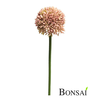 Allium nežno roza 44 cm - 25 do 50 cm