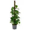 EPIPREMNUM Biljka u saksiji, zlatna puzavica raznovrsno, 19 cm