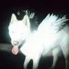 Fat Dog - Cancel Me (Im Tired) (Digipak) (CD)
