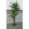 Lilium Palma 1X4 sa 3 krošnje, visina 2m, WNT146771
