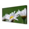 tulup.si Slika na platnu Daisy na wall 125x50 cm