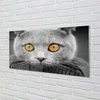 tulup.si Steklena slika Siva britanska mačka 125x50 cm 4 obešalnika