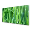 tulup.si Slika na akrilnem steklu Grass nature rastlin kapljice 100x50 cm 2 obešalnika