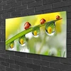 tulup.si Slika na akrilnem steklu Leaf ladybugs narava 100x50 cm 4 obešalnika