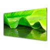 tulup.si Slika na akrilnem steklu Rastlina leaf narava 125x50 cm 4 obešalnika