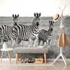 Fototapeta tri črno-bele zebre v savani - 147x99