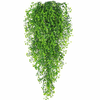 Cool Mango Okrasna viseča rastlina - ivyplant, zelena