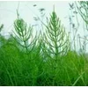 Institut Josif Pančić Čaj rastavić herba, 50g