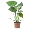 MONSTERA DELICIOSA Lončnica, navadna monstera, 12 cm