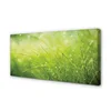 tulup.si Slika na platnu Grass rosišča kapljic 125x50 cm