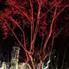 Vanilla Blue - Sweetheart (LP + CD)