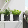 Saksije za biljke 6 pcs Crna O 19 x 16 cm Plastika