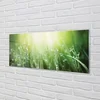 tulup.si Slika na akrilnem steklu Grass sonce kapljice 140x70 cm 4 obešalnika
