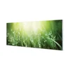 tulup.si Slika na steklu Grass sonce kapljice 140x70 cm 4 obešalnika