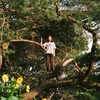 PACKS - Melt The Honey (Limited Edition) (LP)