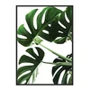 shumee SLIKA, PLAKAT V OKVIRJU 33x43 cm Monstera P546