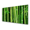 tulup.si Slika na steklu Bamboo bamboo forest narava 100x50 cm 4 obešalnika