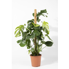 Monstera Deliciosa