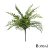 Praprot gozdna 40 cm - 25 do 50 cm