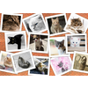 Grafika - Puzzle Cats - 2 000 kosov