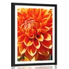 Plakat s paspartujem oranžna dalija - 40x60 black
