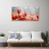tulup.si Slika na akrilnem steklu Tulipani cvetovi rastlin 100x50 cm 2 obešalnika