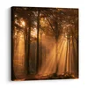 Slika sonce med drevesi - 20x20