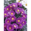 Astra O lončka pribl. 11 cm Aster