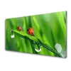 tulup.si Slika na steklu Pikapolonica grass drops 100x50 cm 4 obešalnika
