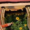 Kevin Morby - Little Wide Open (Digipak) (CD)