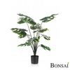 Monstera 80 cm - 76 do 100 cm