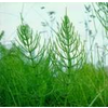 Institut Josif Pančić Čaj rastavić herba, 50g
