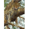 Puzzle Leopard 1000 kosov