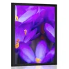 Plakat cvetoči vijolični žafran - 30x45 no frame