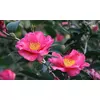 CAMELLIA SASANQUA, KAMELIJA PON PON