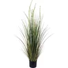 A La Maison Preslica (Equisetum), 120 cm