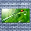 tulup.si Slika na akrilnem steklu Grass pikapolonica narava 140x70 cm 2 obešalnika