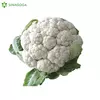 KARFIOL POVOC