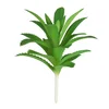 Lilium aloe vera pik 8*13cm 560157