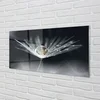 tulup.si Slika na steklu Drop regrat makro 100x50 cm 4 obešalnika