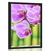 Plakat Zen vrt - 30x45 no frame