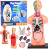 Izobraževalni set anatomije človeškega telesa